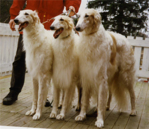 Birka, Hexe and Sarek