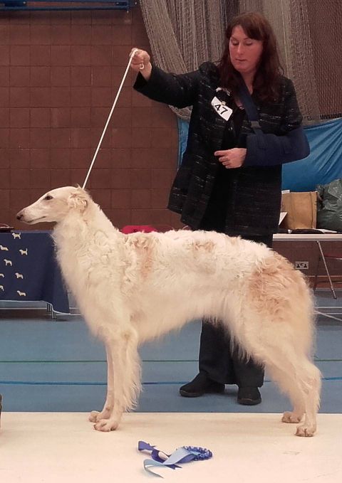 Hound Club of N. Ireland. BEST IN SHOW-2. Judge: Mr R Heap