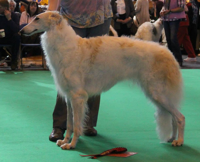 Crufts 2014, BOS & CC-winner