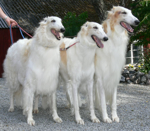 Sonja at 9.5 years of age with her kids Ch Borscana Sonata Arctica and Ch Borscana Slayer