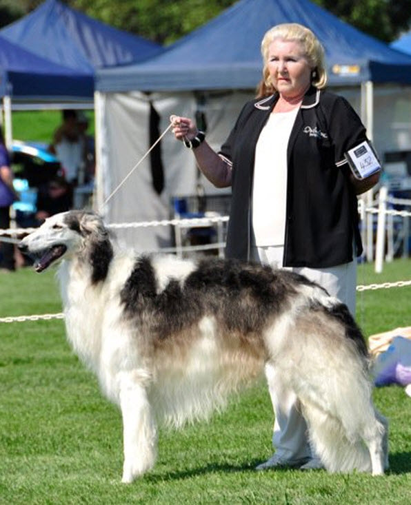 NSW's Sighthound Association BOB and RUNNER UP BEST IN SHOW. Photo by Dave Tophill