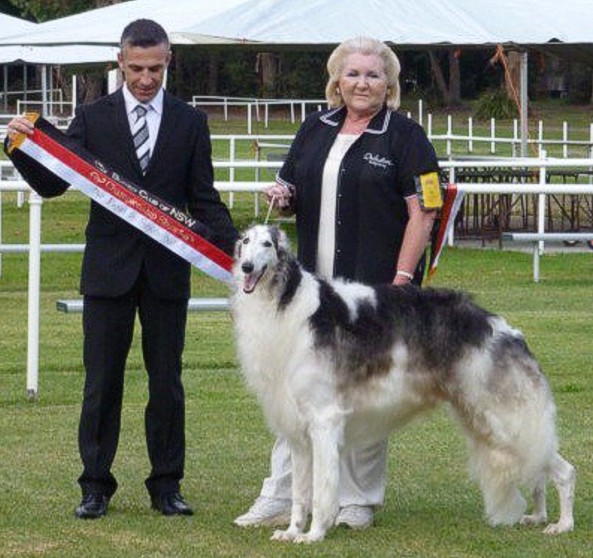 2011 NSW Borzoi Club Championship Show BEST IN SHOW. Judge Mr. Christophe Copel, France