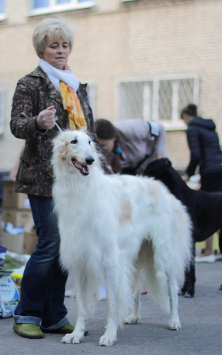 BOB BIG-2 at the all breed show in Kalingrad sept 12th, 2015