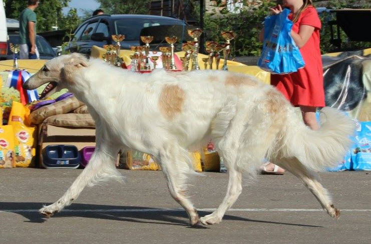 BOB, BIG1, Proud of Russia-2, Best In Show