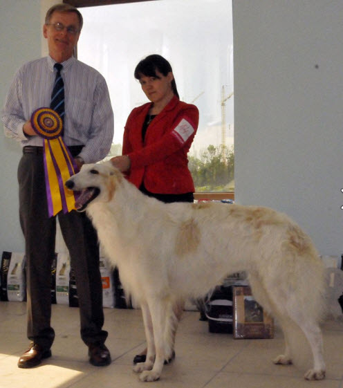 The RUSSIAN  Borzoi National Specialty 2013. BOS. Judge: Bo Bengtsson