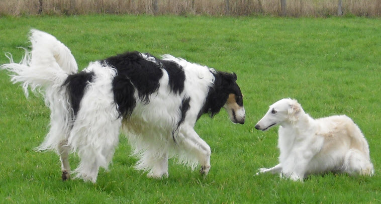 Misha and Izzy playing