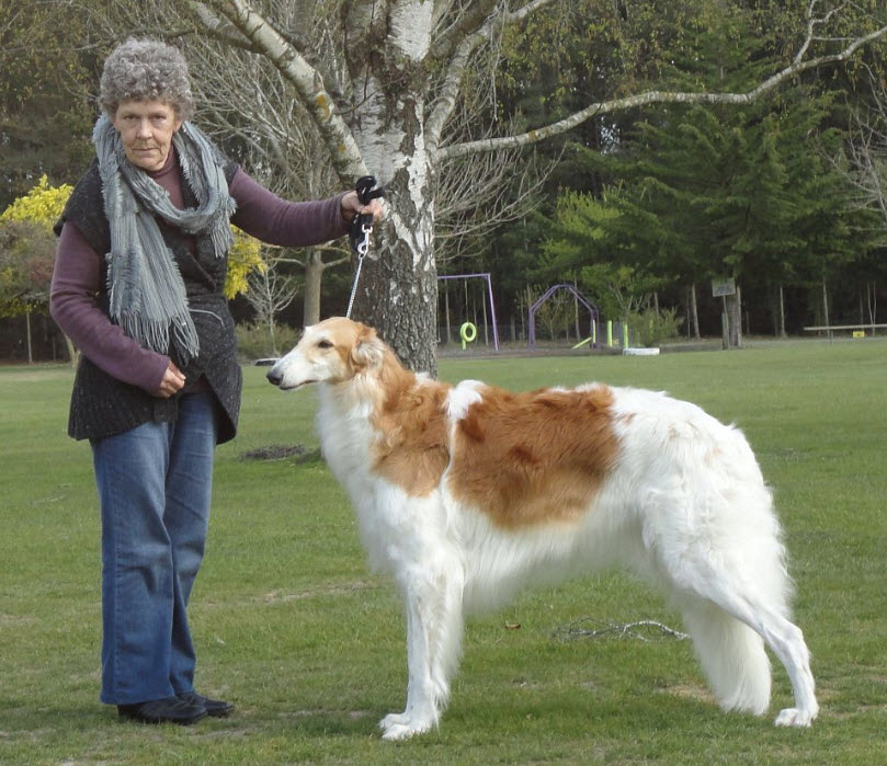 Best In Show, NZ Borzoi Championship Show 2009. Judge: Pat Harris, UK