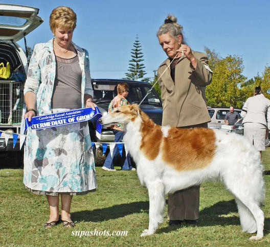 Canterbury KA Championship Show Sunday 7 August, 2011. Best of Breed, Best in Hound Group, Best Open in Show