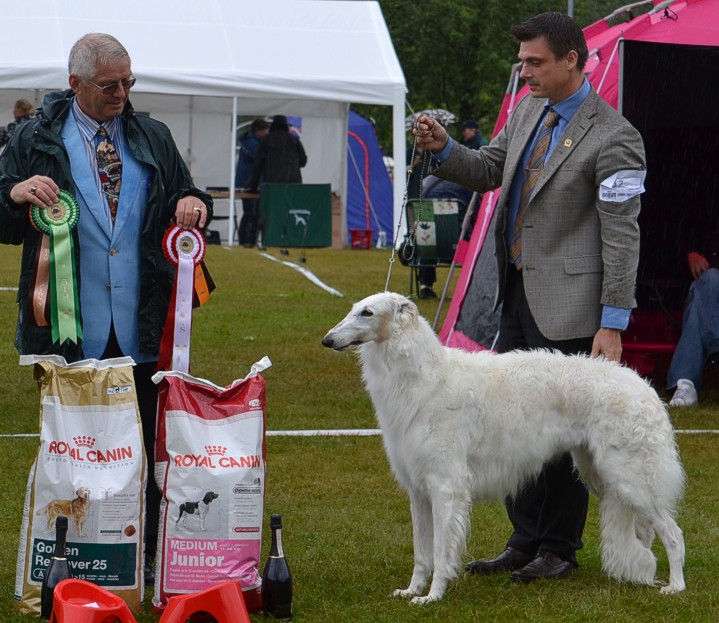 BEST IN SHOW, Borzoi-Ringen's Specialty in Tånga-Hed, June 2011. Judge Dr. Jim Sillers, Seabury Borzoi, USA