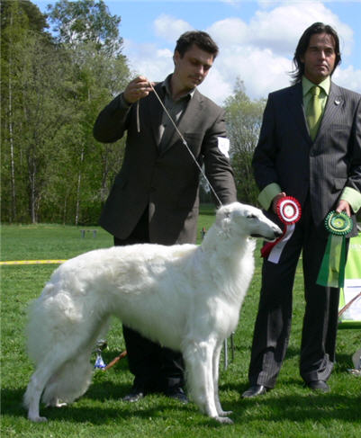 Best In Show, Borzoi-Ringen's Specialty in Örebro 2009. Judge: Don Foran, Donkskoi Borzoi, UK