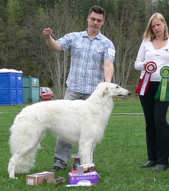 Xid winning Best In Show at Borzoi-Ringen specialty in Pilsbo 2008. Judge Susanne Holmström, kennel Ulfur